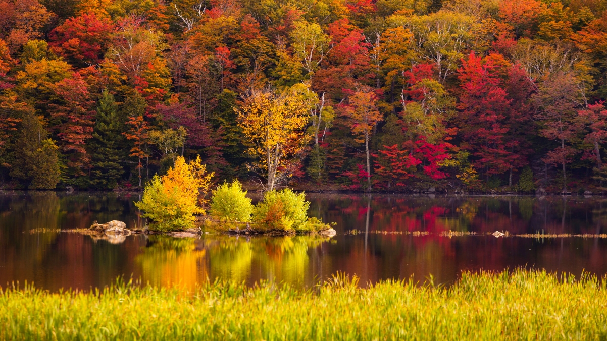 秋天的森林风景桌面壁纸图片