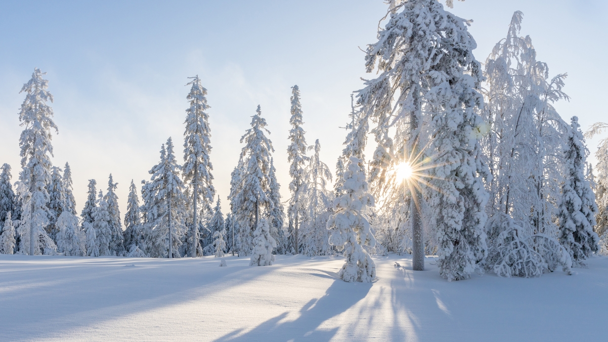 冬季 雪地 树 太阳 厚厚的雪景风景桌面壁纸图片