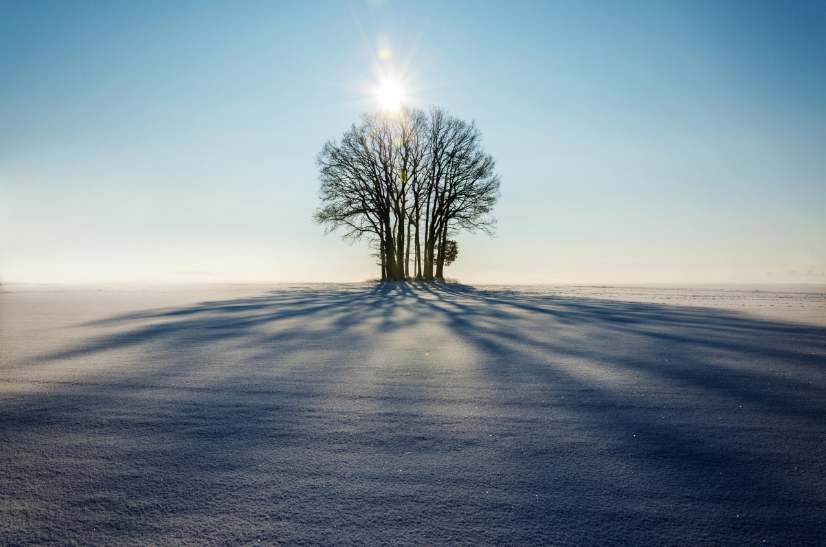 冬天 雪 树 太阳 风景桌面壁纸图片