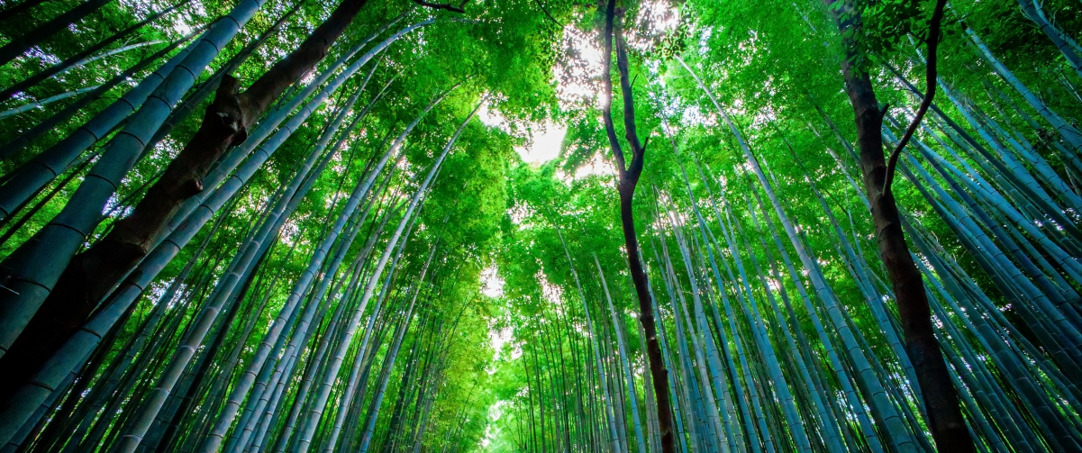 日本竹林风景3440x1440桌面壁纸图片