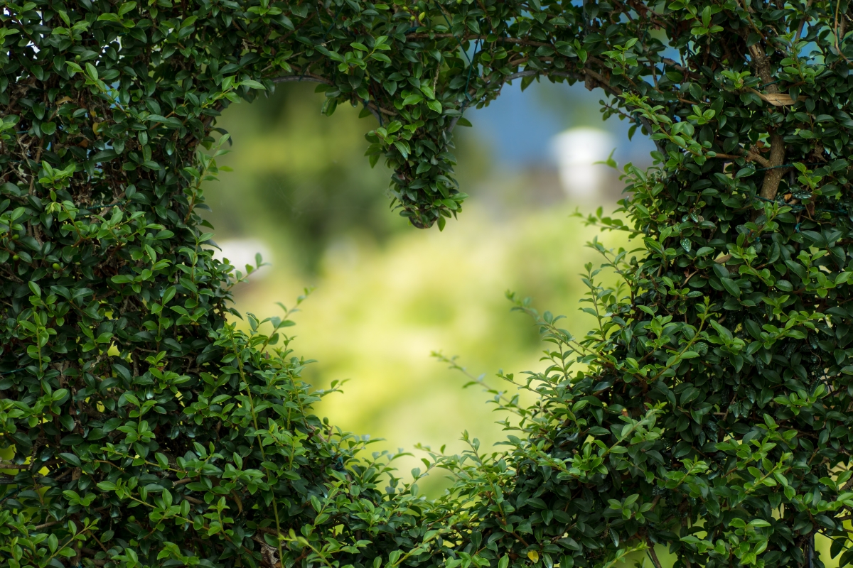 绿色的心 叶子 花园 心形 爱 浪漫 植物 护眼6k桌面壁纸图片
