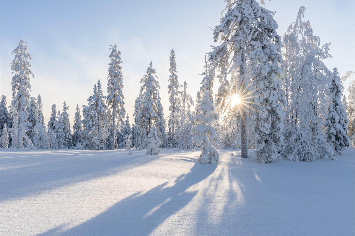 冬天 雪  树 日出 寒冬 雪花 云 户外 森林 5k风景桌面壁纸图片