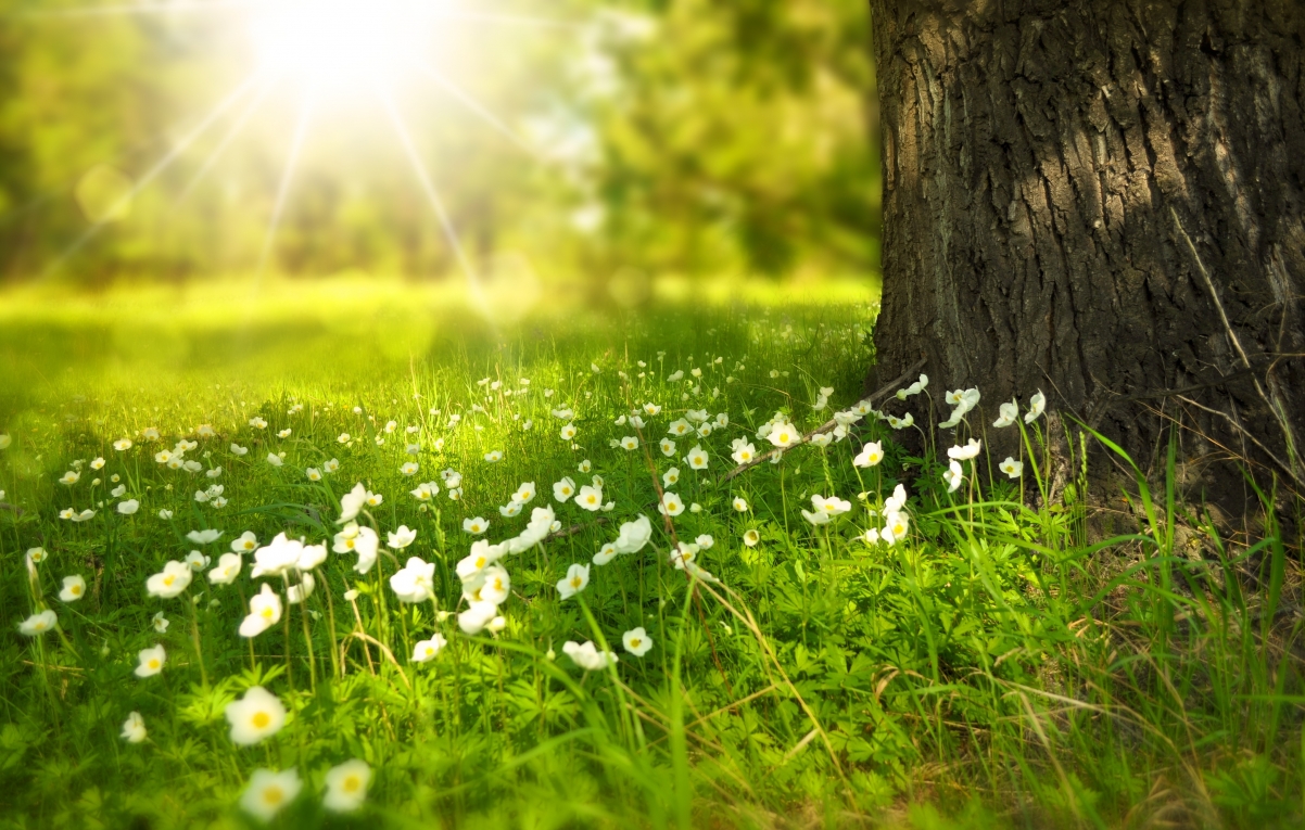 阳光明媚的草地树鲜花风景桌面壁纸图片