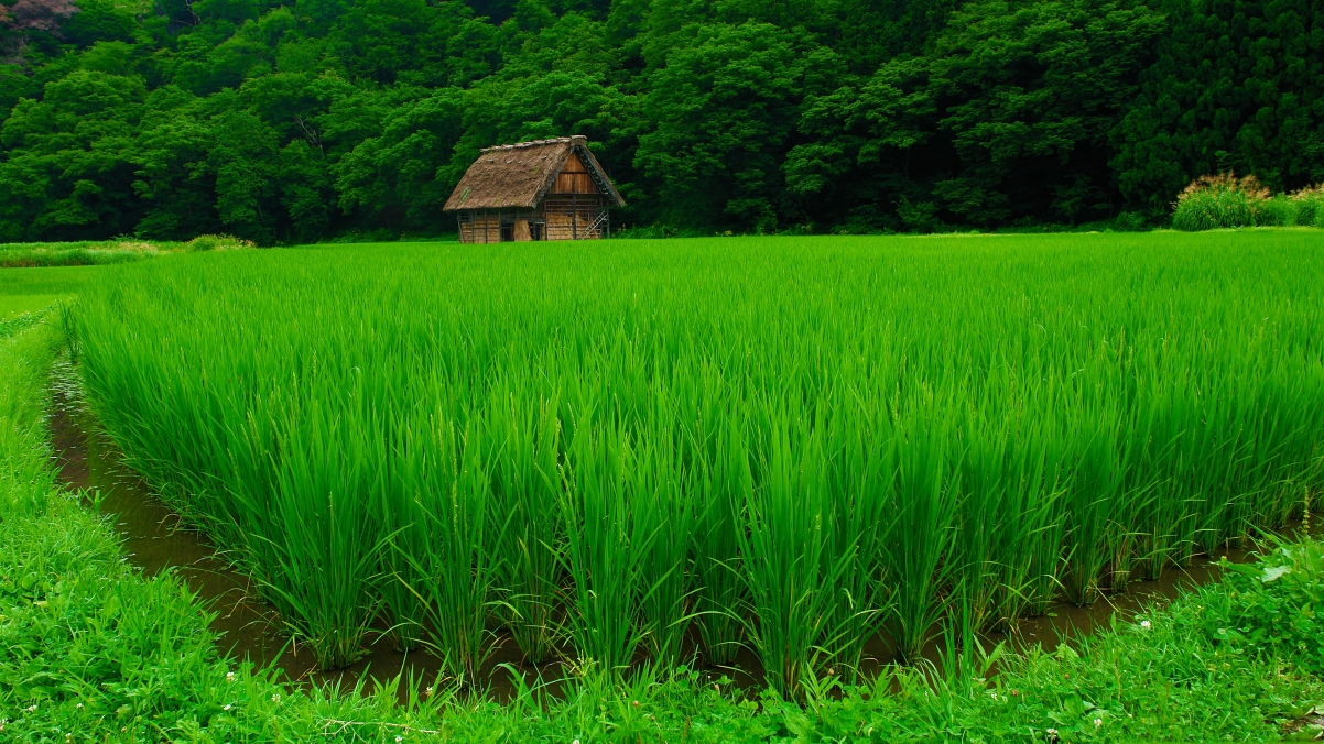 乡村 树林 小房子 绿油油的水稻高清风景桌面壁纸图片3840x2160