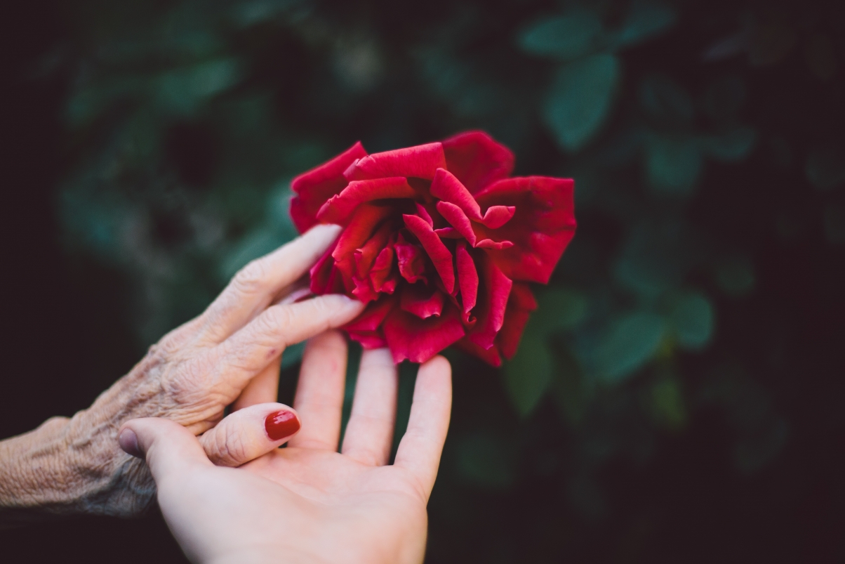年轻女孩的手 玫瑰花 高清图片 老人的手