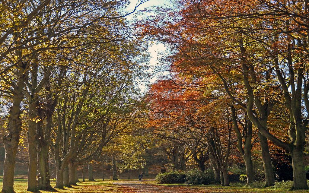 秋天的森林清新风景图片