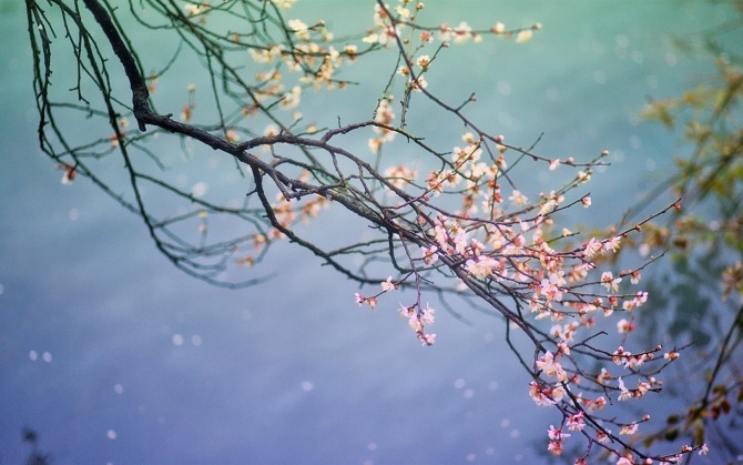 高清景色图片:春天桃花开桌面壁纸风景